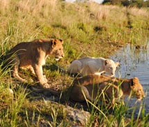 At Protea Hotel Ranch Resort, guests can get up close to adolescent lions and even pet them. // © 2012 Skye Mayring